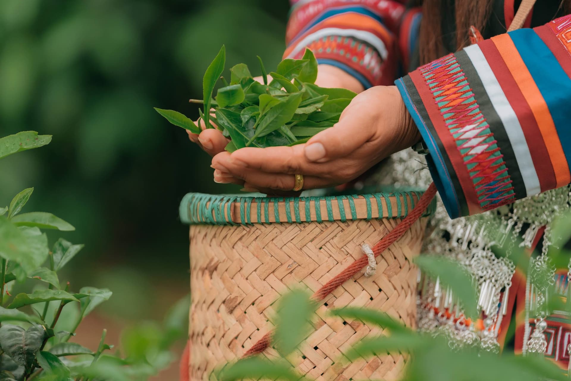 A hand in a Lisu embroidered sleeve holding fresh tea leaves over a bamboo basket